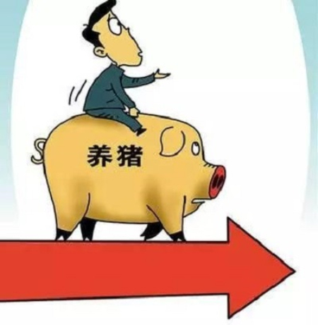 元旦春节临近，江苏生猪价格不升反降是什么原因？看完心里有数了