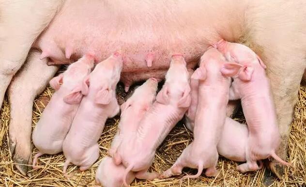 冬季怀孕母猪的饲养管理技术