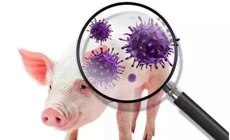 非洲猪瘟的诊断和防治