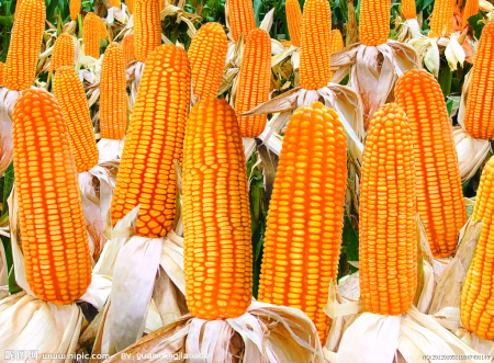 2019年01月05日全国各省玉米价格及行情走势报价表