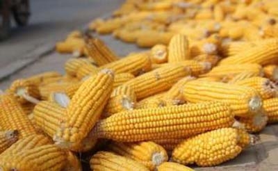 2019年01月06日全国各省玉米价格及行情走势报价表