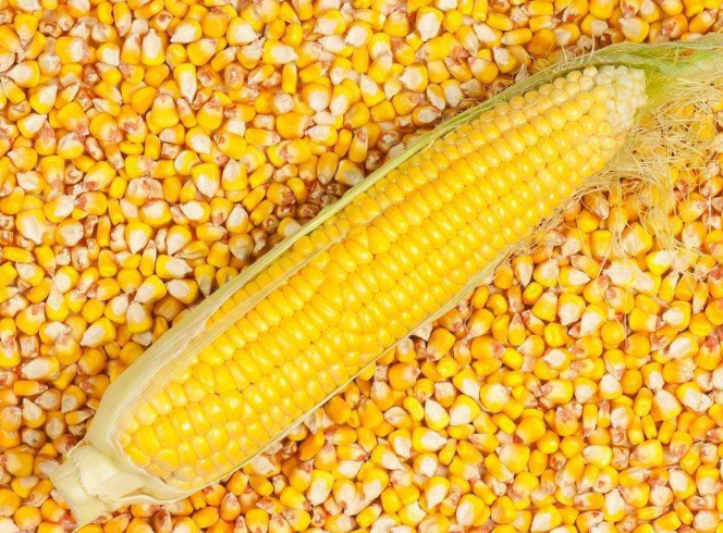 2019年01月07日全国各省玉米价格及行情走势报价表