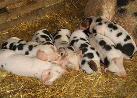 一头公猪可以给300头母猪交配，养猪人是怎么做到的？