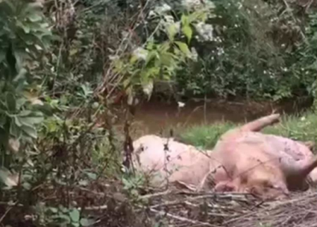 猪好多
