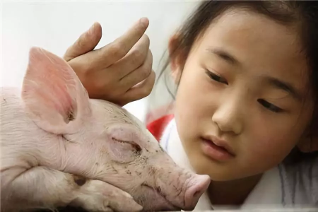 贵州省通报8起非洲猪瘟疫情防控违法违纪典型案例，并拨款312.98万元作为专项经费