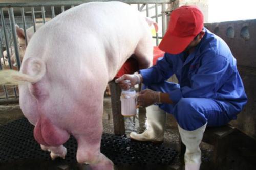 过度采精伤害体质，种公猪多少时间采精一次合适？