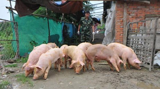 专家建议：为了保护规模化猪场，将清退这两类养殖户！