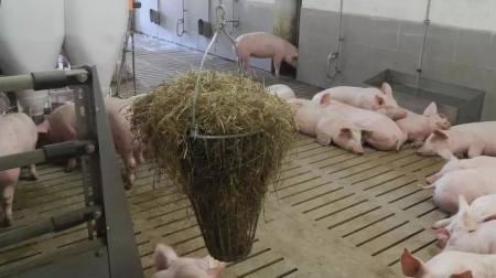 如何评估猪繁殖力，十大计算公式你都知道吗?