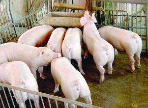 今日猪市评析：利润缩水！生猪出栏散户降低1.8元，大型养殖场降3.69元