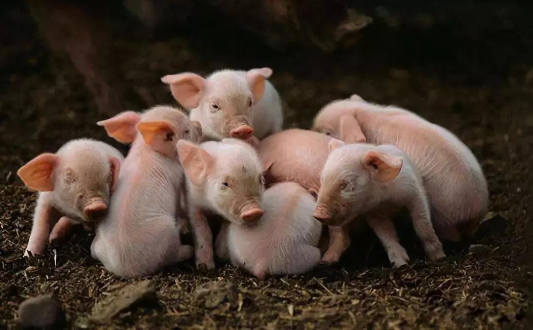 69.5%疫情已解除 多地生猪可调运 猪价还不涨？