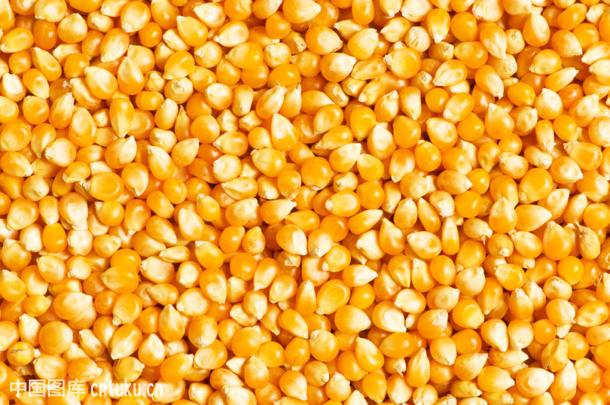 辽宁罚没8.7万公斤非法转基因玉米种子