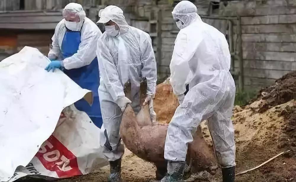 官方科普：非洲猪瘟如何传向全球和来到中国?