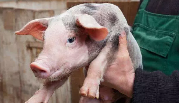 猪咳嗽的8大原因 养猪户切不可乱用药！