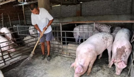 国家新规定，以后农民不能随便养猪了！