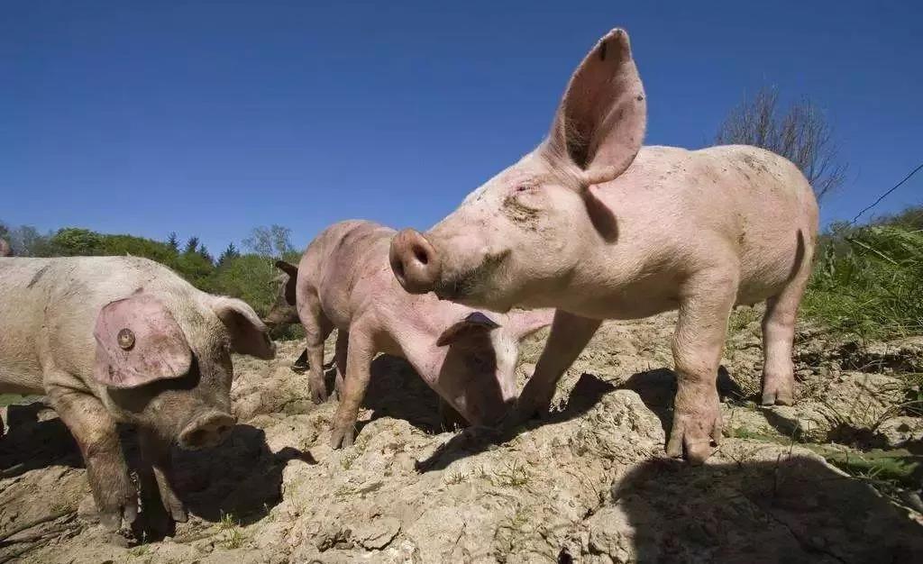 宁夏出现非洲猪瘟疫情，但研究员称：虽呈点状散发，疫情总体仍可控！