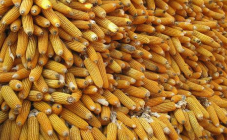 2019年01月22日全国各省玉米价格及行情走势报价表