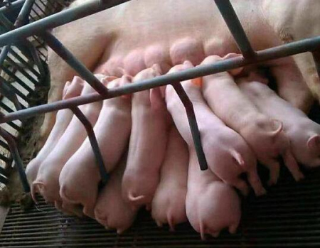 母猪非生产天数在生产中的实际应用