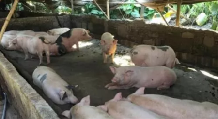 非洲猪瘟防控下：屠宰厂被列入黑名单，泔水喂猪依旧猖獗……