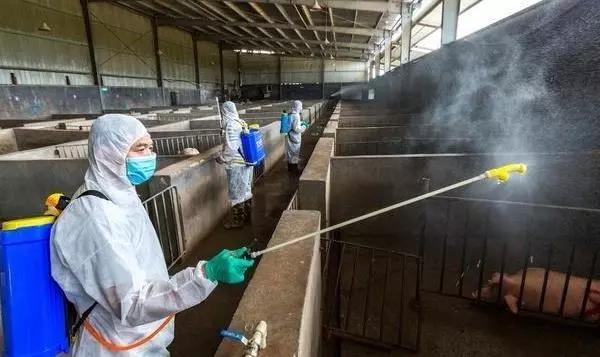 纯干货分享！非洲猪瘟疫点疫区内猪场消毒工作流程和要点