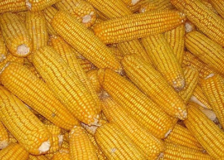2019年01月25日全国各省玉米价格及行情走势报价表