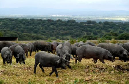 面对非洲猪瘟疫情，看美国如何生猪产销调运？