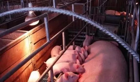 母猪拒绝哺乳、看看是不是这些原因造成的！