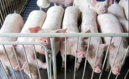 法院拍卖300头生猪 40.5万成交