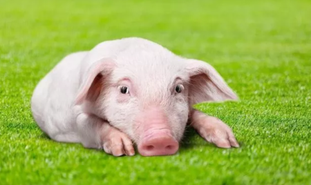 2025年以后规模养猪将在我国占据主导地位？