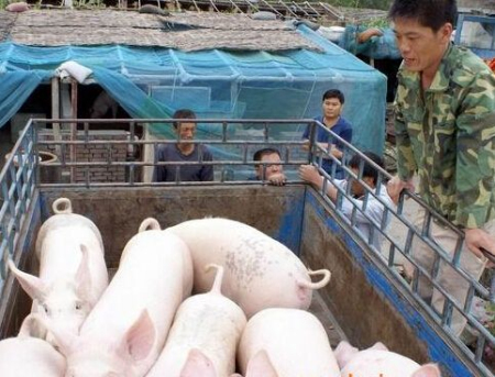 猪价调整地区增多 上涨动力较弱