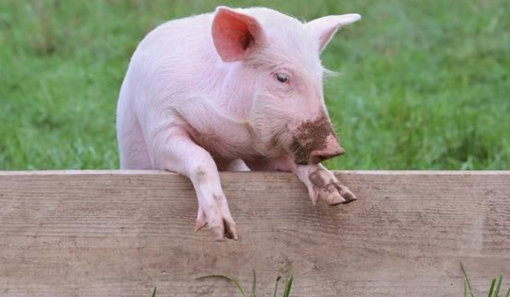 江苏省到2022年猪肉自给率稳定在70%以上