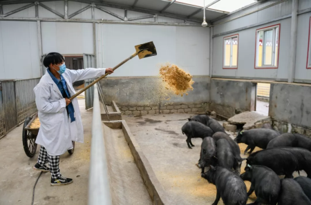 樊福好：饲料是传播非洲猪瘟的重要途径