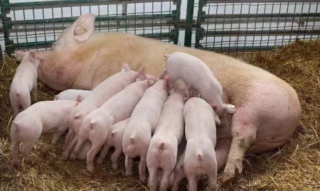 母猪为什么哺乳期不能驱虫，养猪人知道吗？