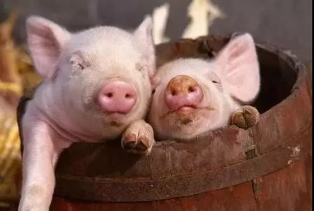 猪价上涨利好：10万吨储备肉要收储，屠宰企业缺猪严重