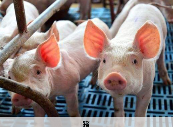 猪场呼吸道疾病频发，容易忽略的原因，有哪些？