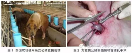 配种员需掌握！母猪诱情、查情的这6种方法