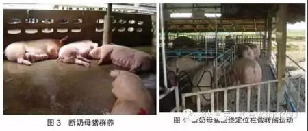 猪好多