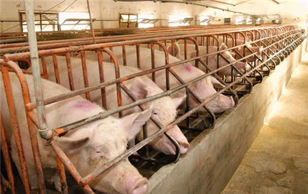 规模猪场容易出现饲料浪费的几处典型现象......