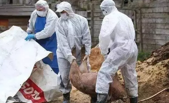 为防猪瘟疫情蔓延，日本要给野猪投放3.6万份疫苗