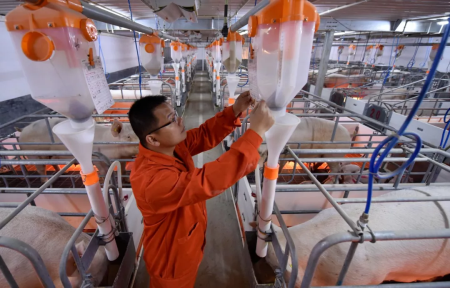 岑溪市推广生猪现代化养殖带动产业增效