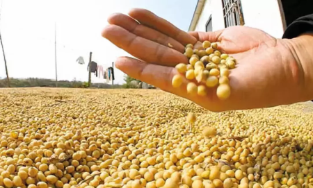 中美贸易尚未谈妥 巴西大豆仍吃香