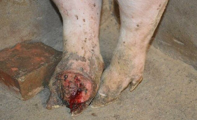 猪口蹄疫是一种急性,热性,高度接触性的传染性疾病,人畜都能感染发病