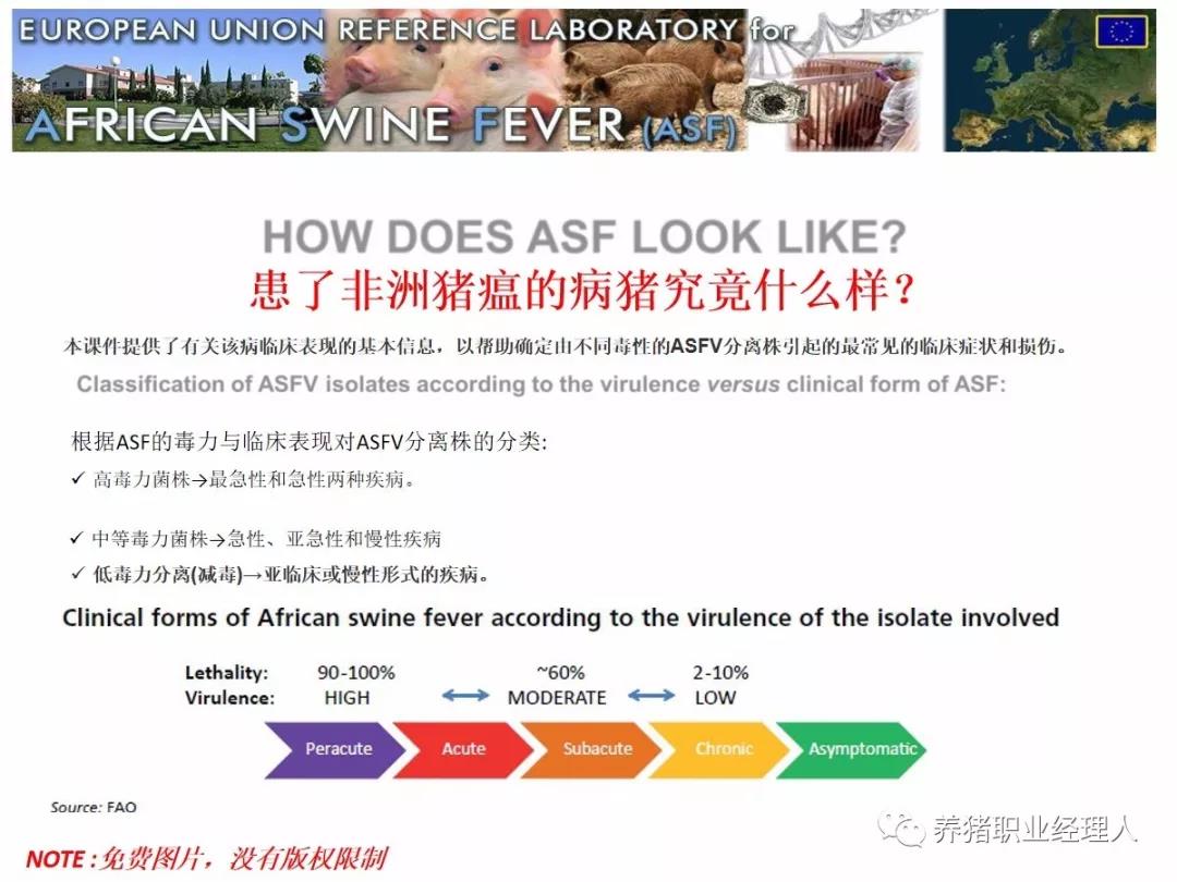 详解！患了非洲猪瘟的病猪究竟什么样？