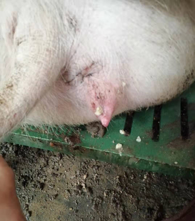 母猪产中输液输什么 母猪产后输液最佳方案