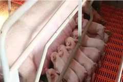 猪场如何做好仔猪护理，提高出栏率？