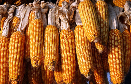 国家队出手收粮，玉米价格会大涨？