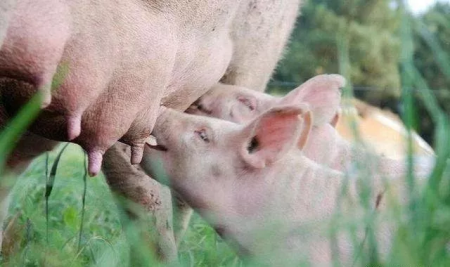 母猪产后无乳少乳，养猪大师教您如何给母猪高效催乳！