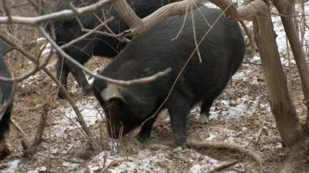 野猪繁殖是否有可能控制野猪数量？