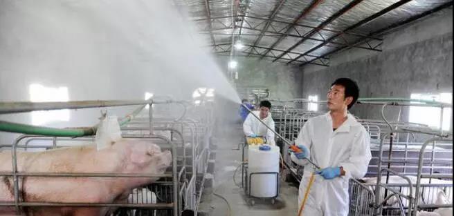 大型养殖场流出：一个喷雾秘方，治疗呼吸道病干净利索！