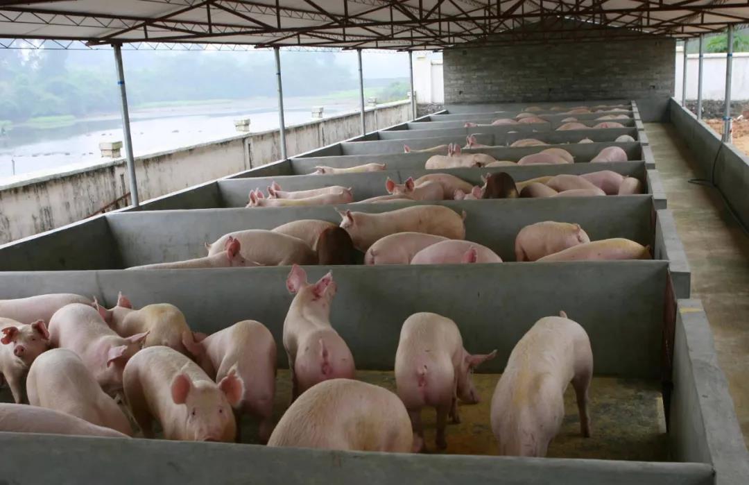 江西上饶关闭禁养区625家生猪养殖场，从源头控制污染！