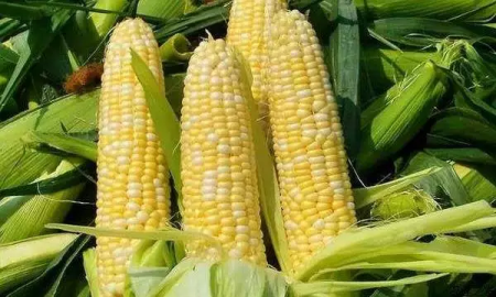 2019年03月24日全国各省玉米价格及行情走势报价表